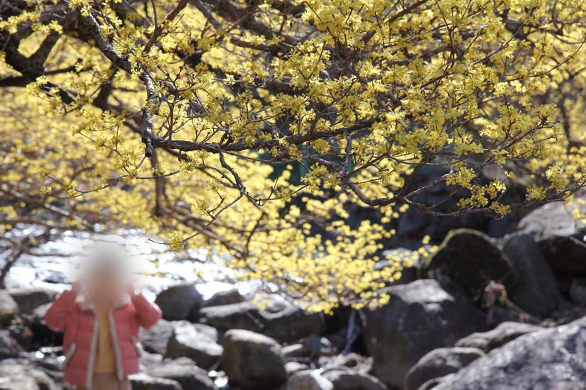 계곡과 산수유