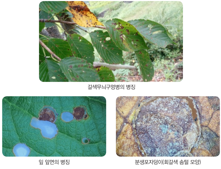  벚나무 갈색무늬구멍병