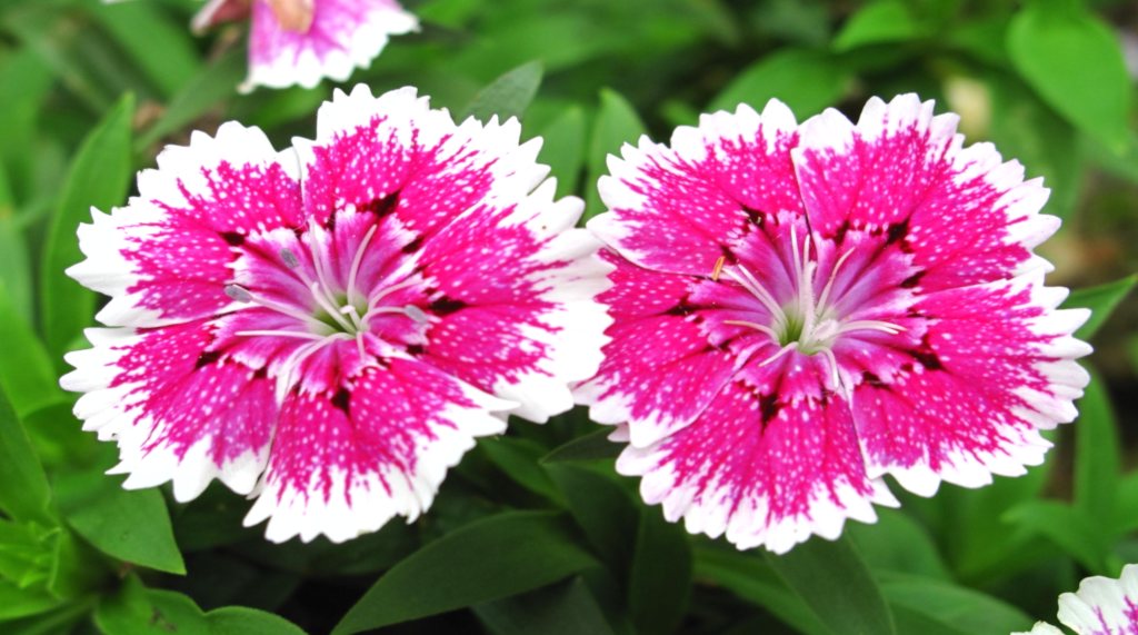 pinks-flower