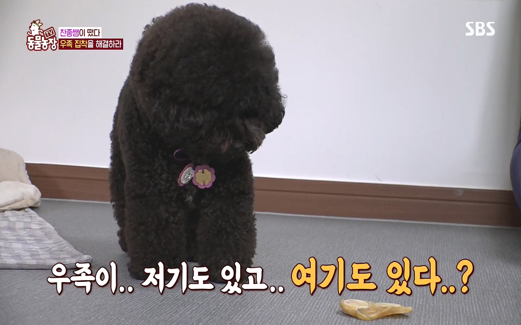 TV 동물농장.E1088.220925p.H264-F1RST.mp4_20220925_174354.851.jpg
