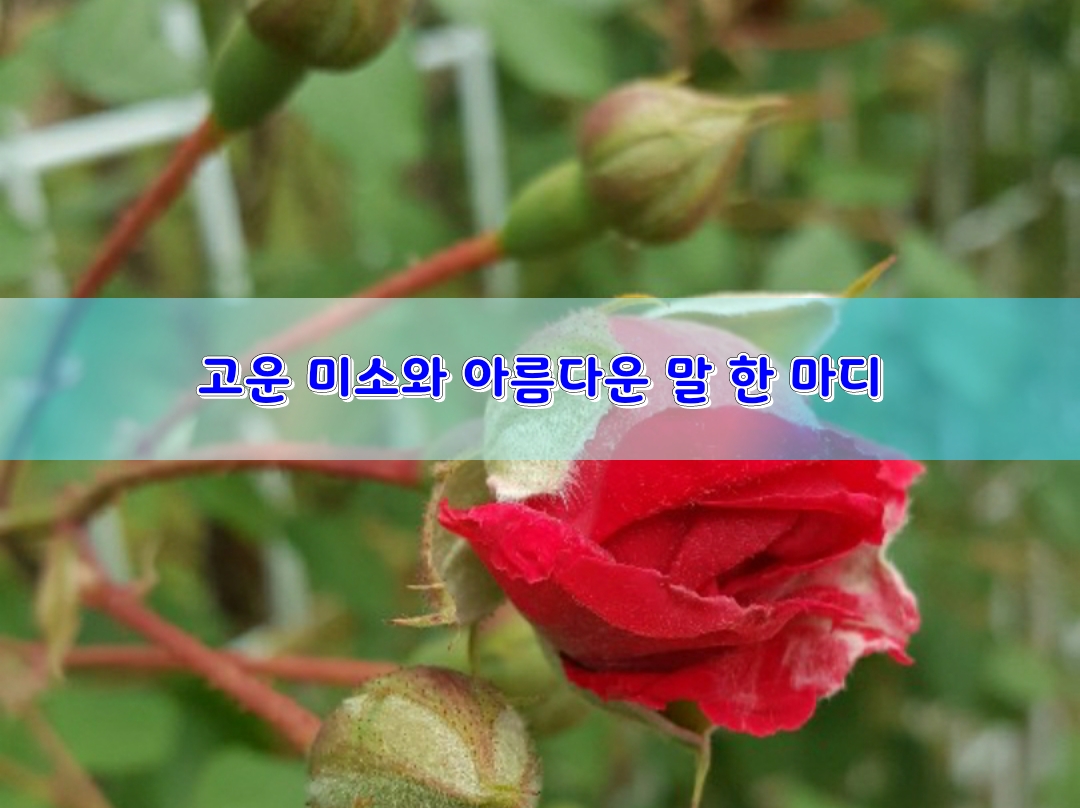  고운 미소와 아름다운 말 한 마디