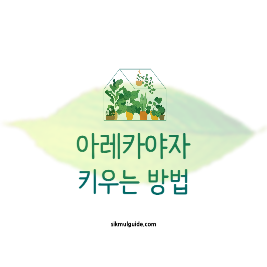 아레카야자 키우는법