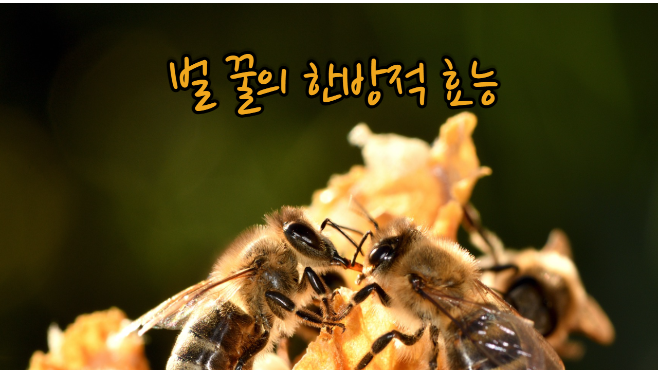  벌 꿀 한방적 효능