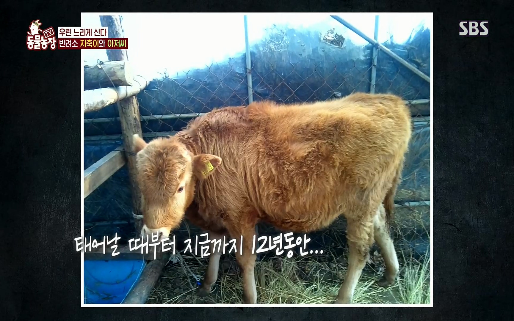 TV 동물농장.E1074.220619p.H264-F1RST.mp4_20220619_181139.188.jpg