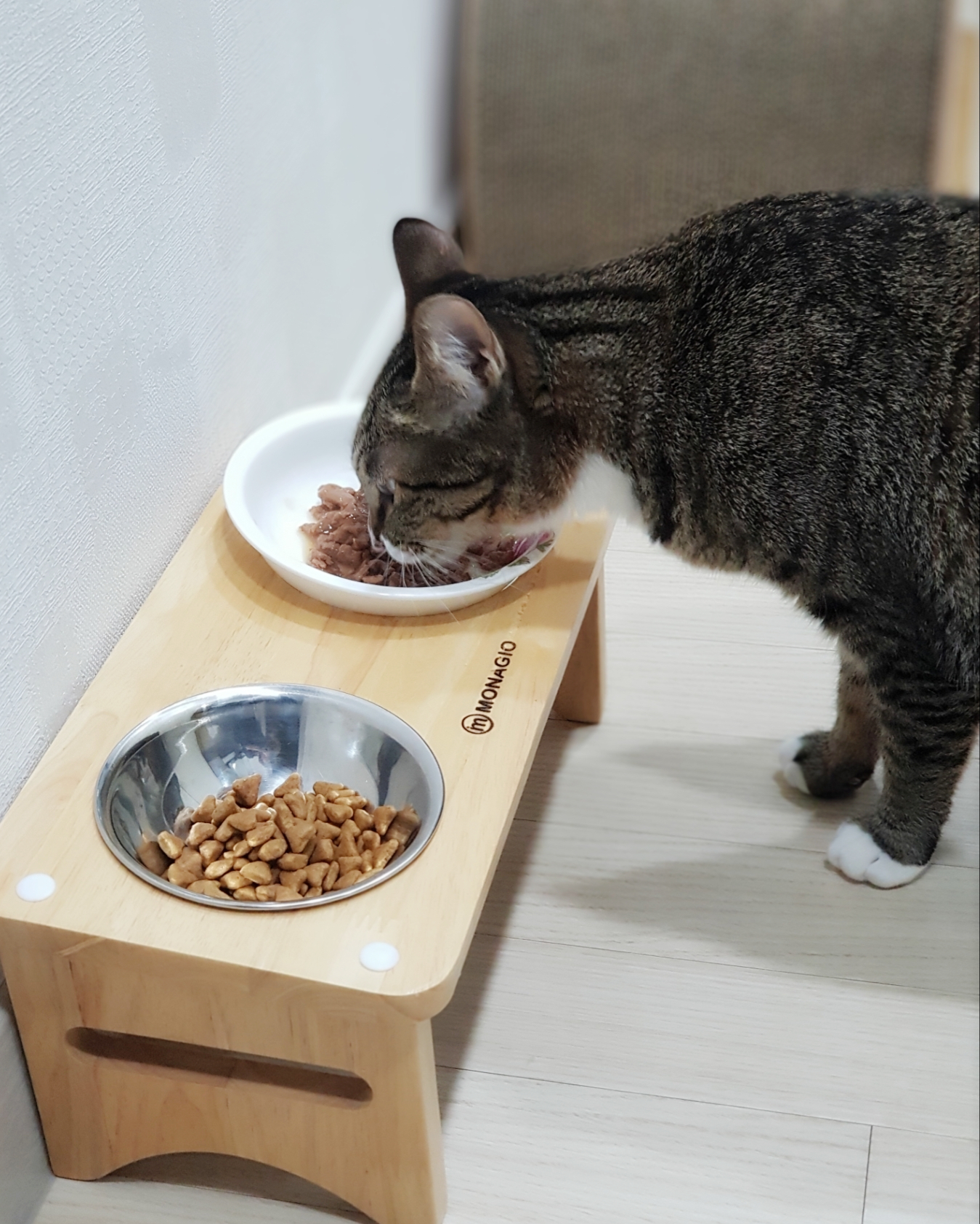 고양이사진