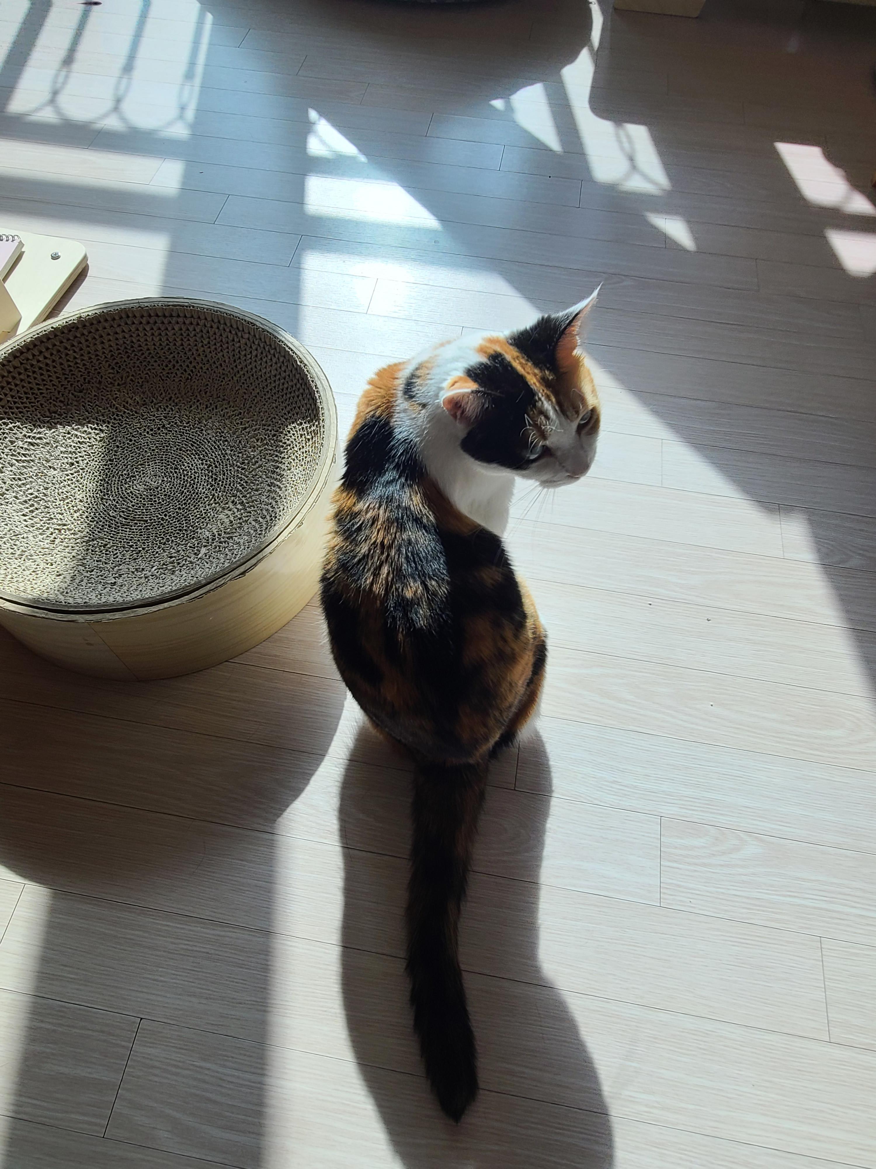 햇살 좋은 아침 고양이들과 모닝인사