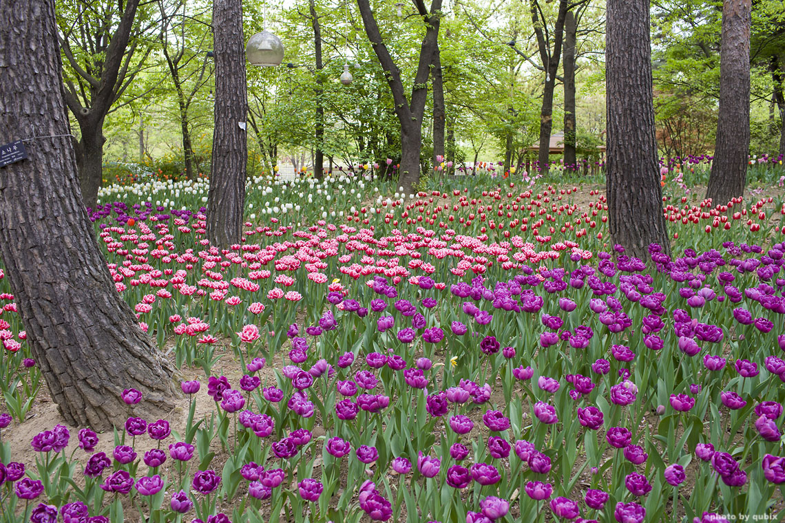 벚꽃 뒤의 튤립, 서울 성수동 튤립명소 '서울숲' 4