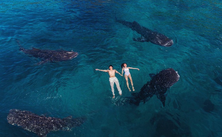 고래상어와 수영하는 사람들