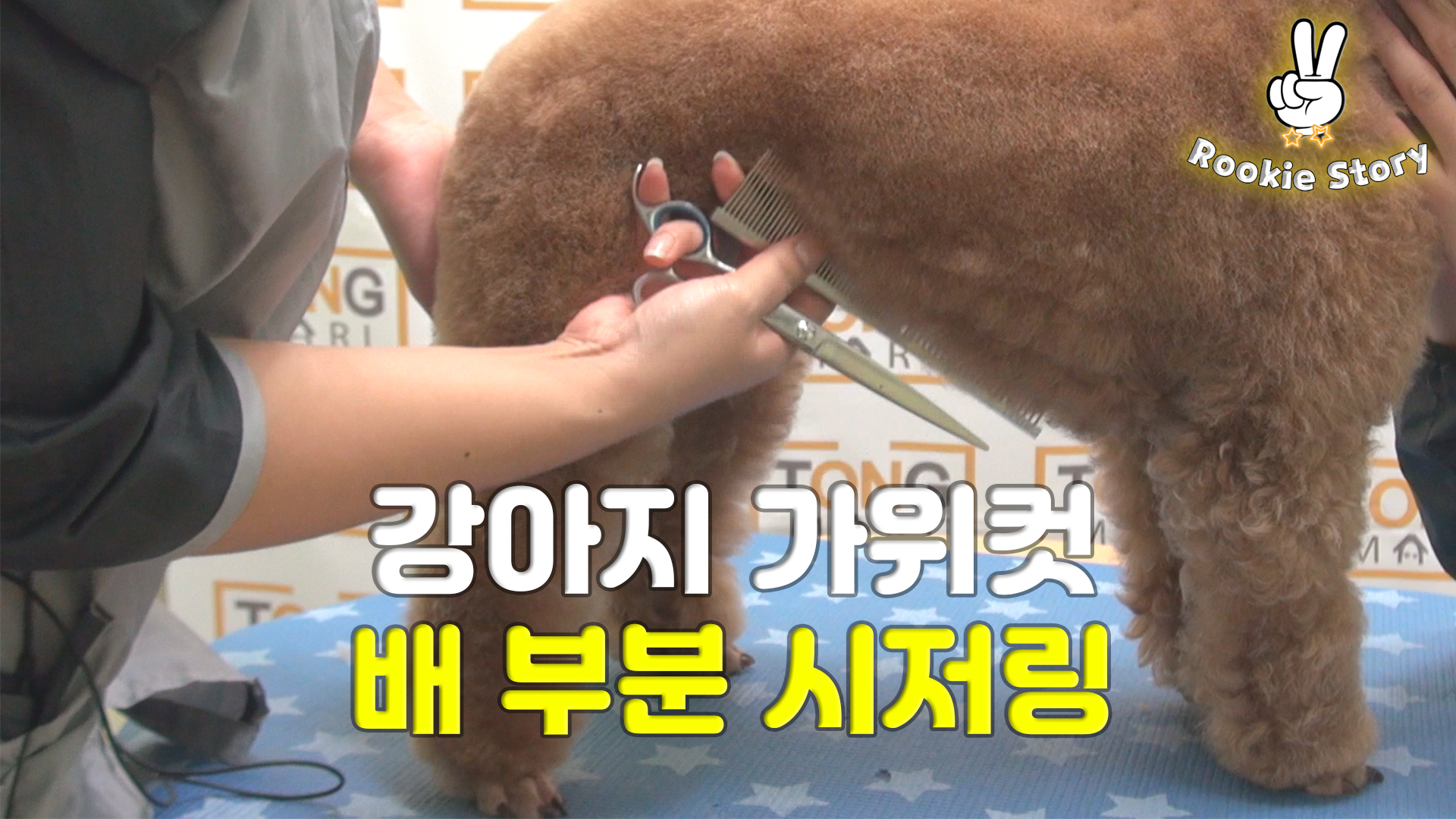  애견 셀프 미용 강아지 푸들 배 가위컷 시저링하는 방법