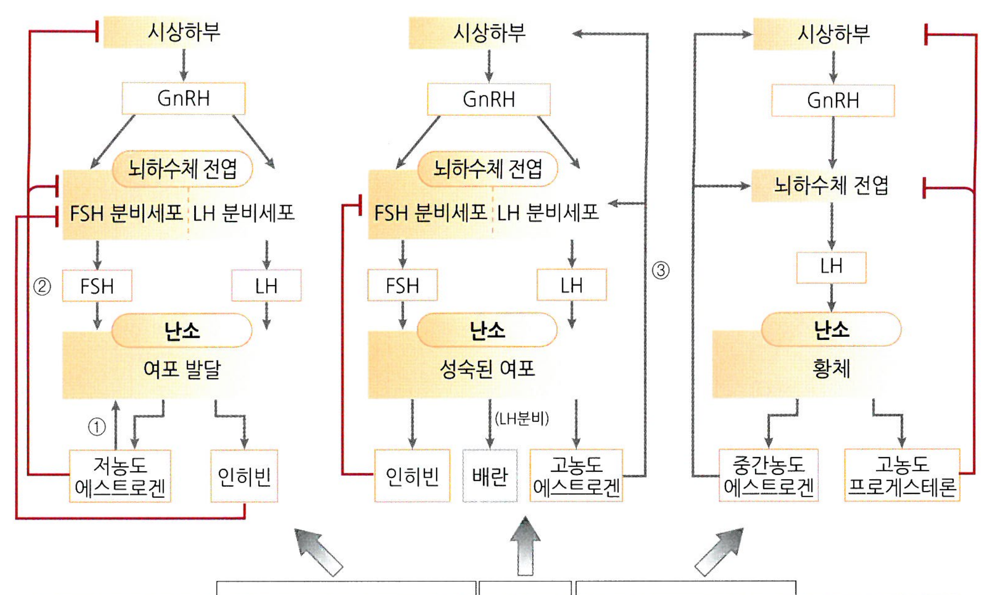 생식 요점정리 : 네이버 블로그, image size:2019x1217