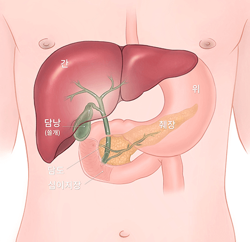 담낭선근종증 분절형 분당서울대병원 소화기내과 이종찬 교수 진료 후기#2 및 분당서울대병원 진료 예약하기