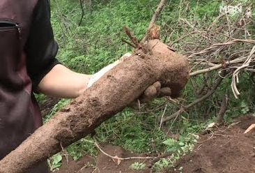  인간극장 현계산 정수영 산양삼 주문 하는곳