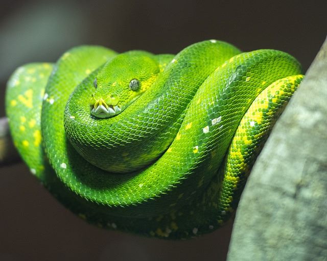 Greentree_Python