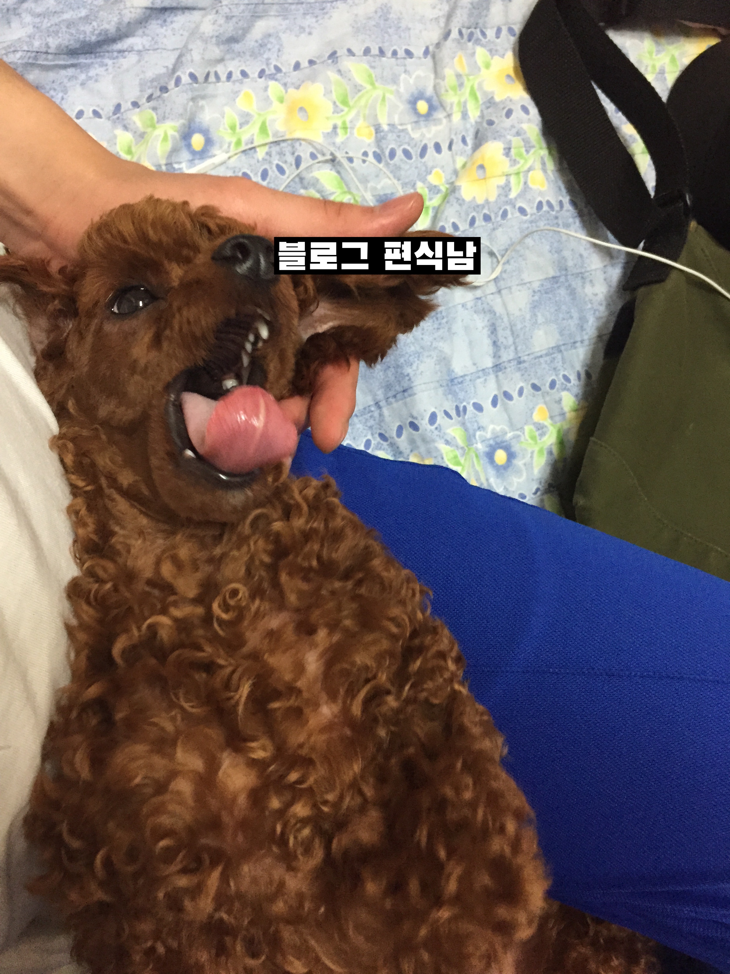  강아지가 먹으면 안되는 음식들(과일 , 고기)