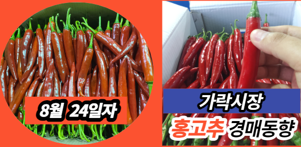  [경매사 일일보고] 8월 24일자 홍고추 경매동향을 살펴보겠습니다!