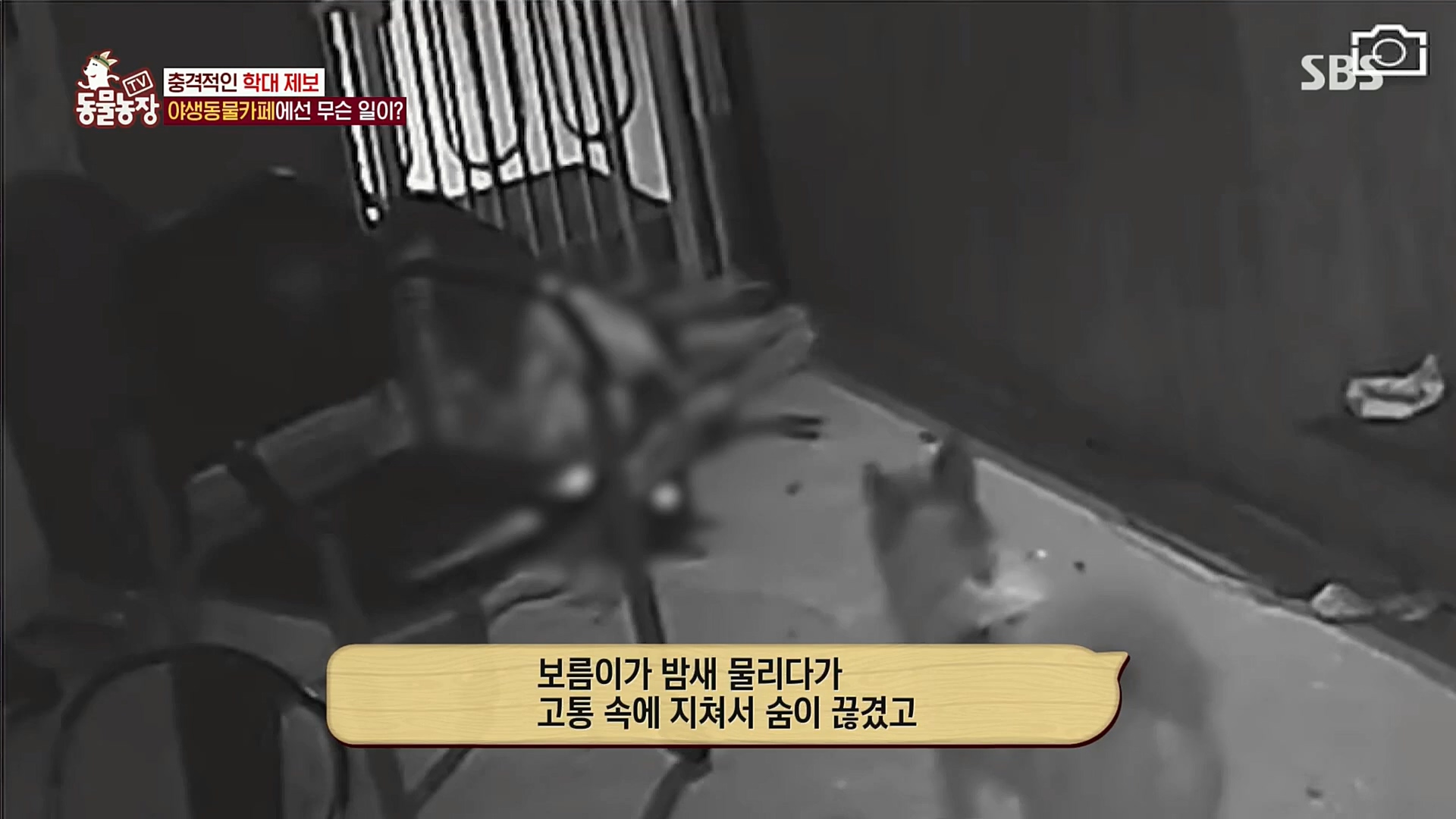 TV 동물농장.E1097.221127p.H264-F1RST.mp4_20221127_181707.944.jpg
