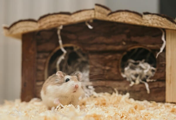 쥐 쥐구멍 쥐떼 덫 갉아 잡는 꿈 2