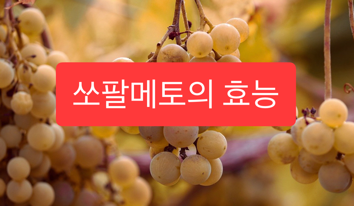  쏘팔메토의 효능 5가지