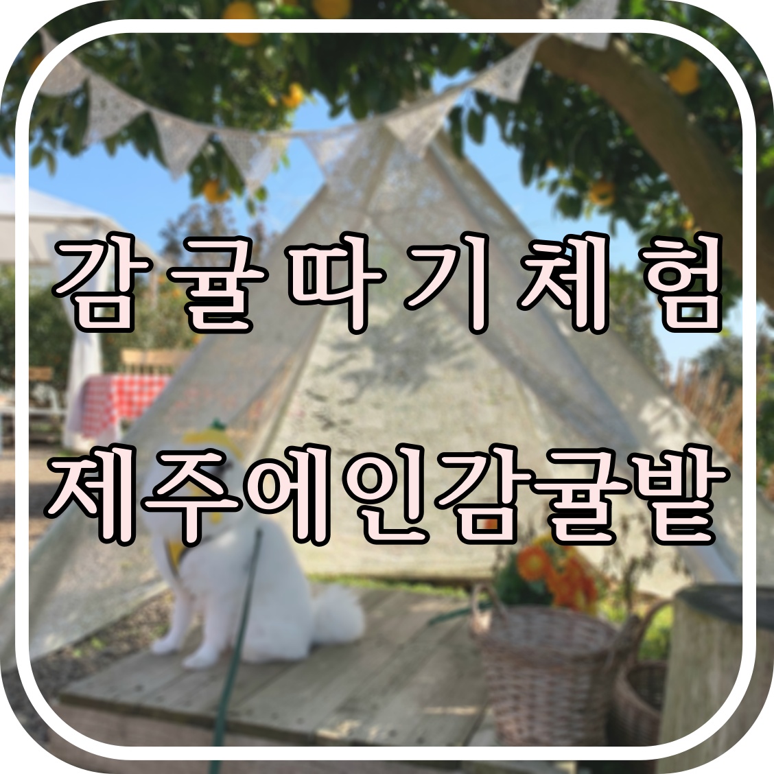  [제주애견동반] 귤따기 체험 + 포토존 카페 "제주에인감귤밭"
