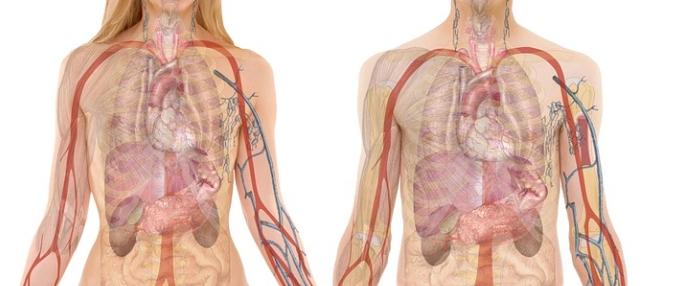 신체-장기-구조
