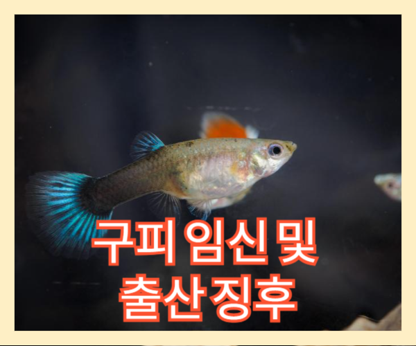  구피 출산 징후 및 출산 주기!  구피 늘리는 방법(번식)