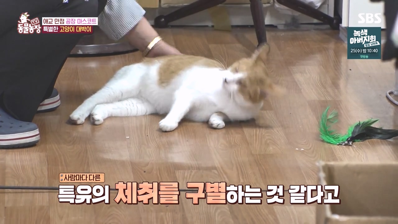 TV 동물농장.E1141.231016p-NEXT.mp4_20231015_173942.295.jpg