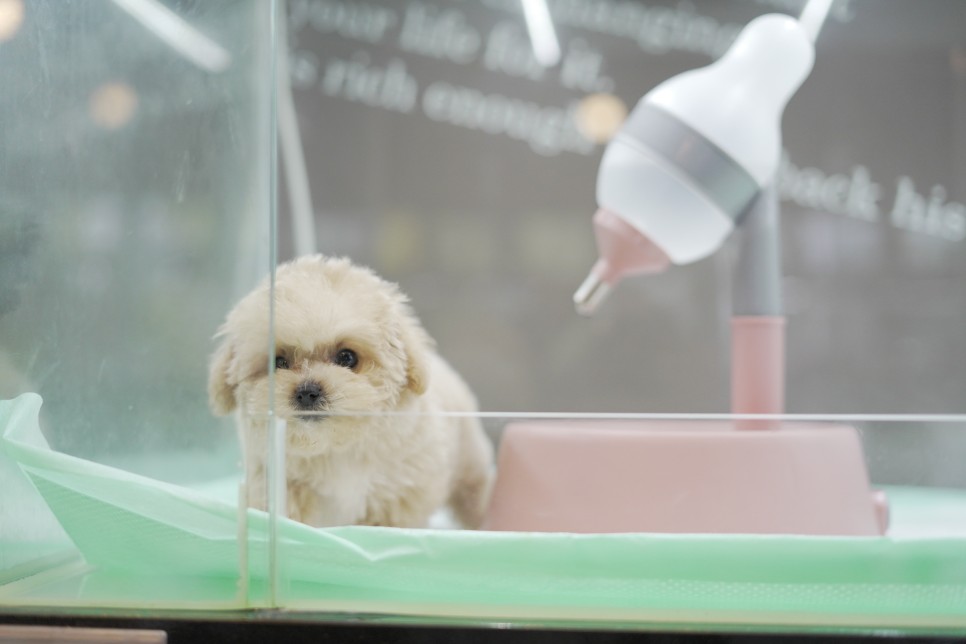 놀라운 외모 일산 강아지 분양 셀포메라니안 10
