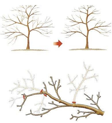  모과나무 가지치기(전지) 시기와 방법