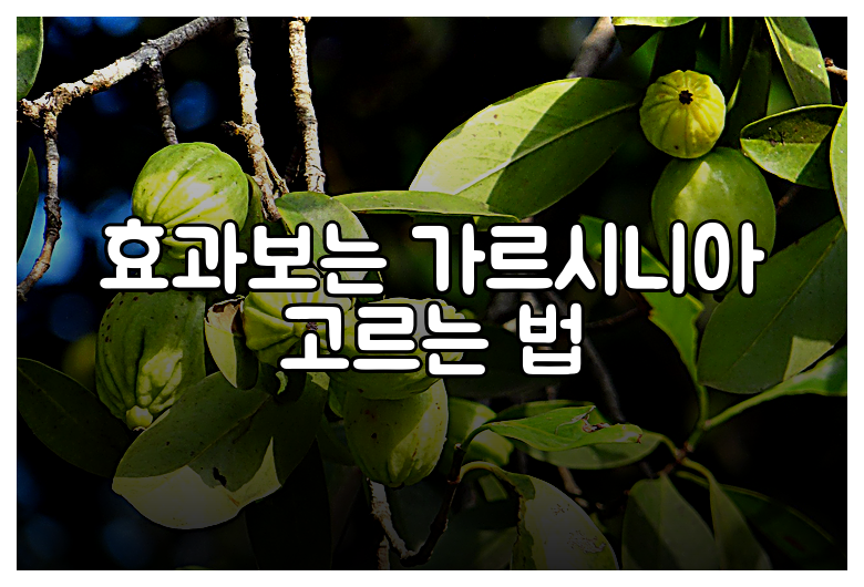 효과보는 가르시니아 고르는 법