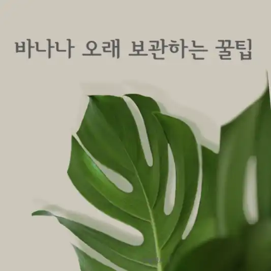 바나나 오래 보관 하는 꿀팁