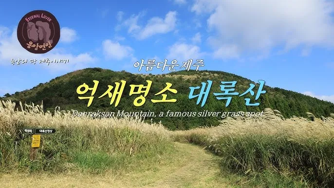 가을 감성 폭발하는 억새 명소 총정리 완벽 여행 가이드_3