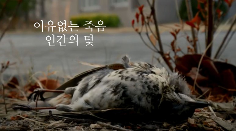 새들채 이미지