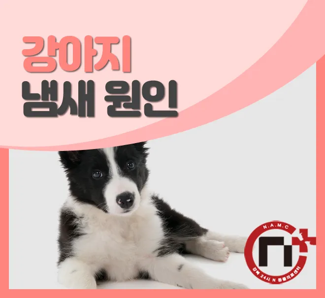 집안에서 간편하게 시도 가능한 강아지 냄새 제거 기술_6