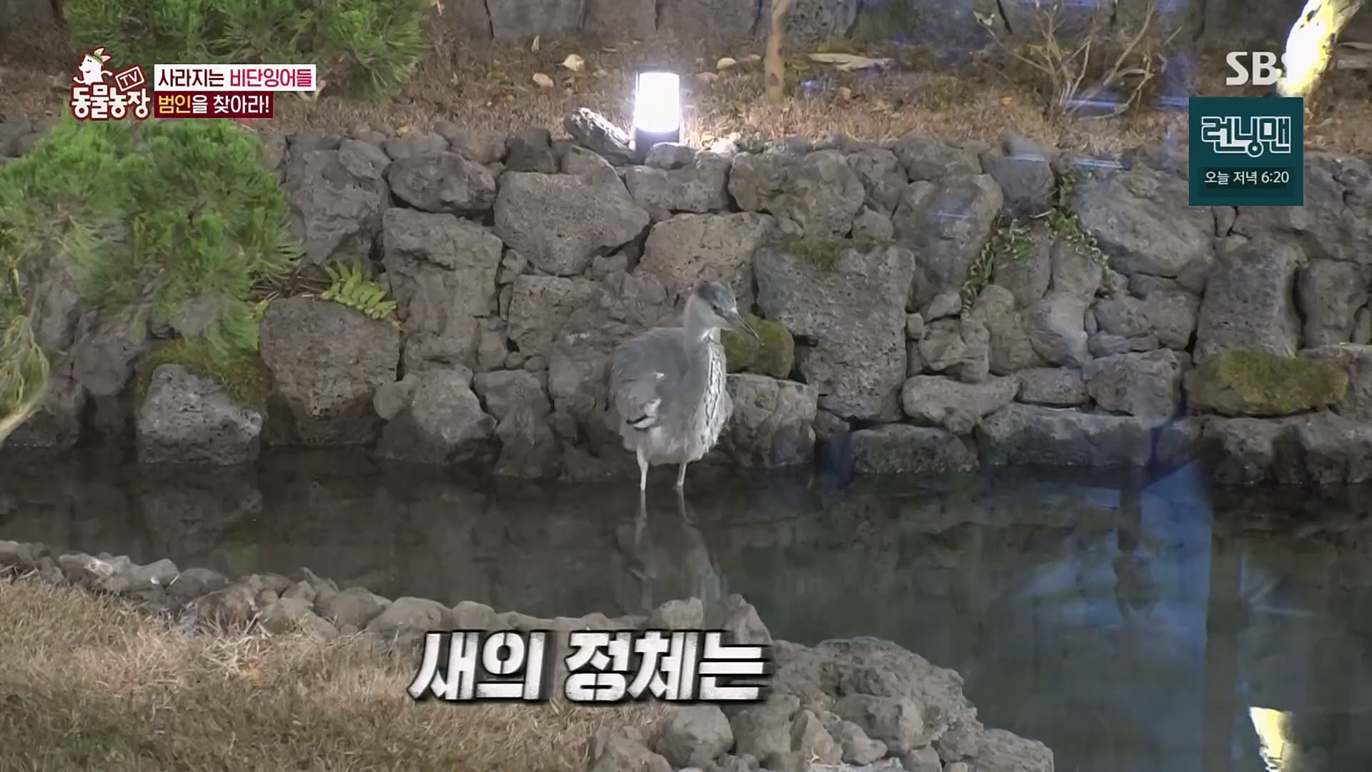 TV 동물농장.E1103.230108p.H264-F1RST.mp4_20230108_174632.025.jpg