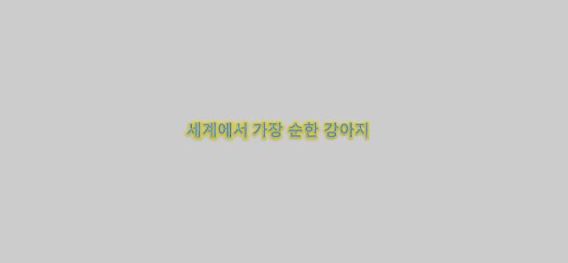  세계에서 가장 순한 강아지 13종류