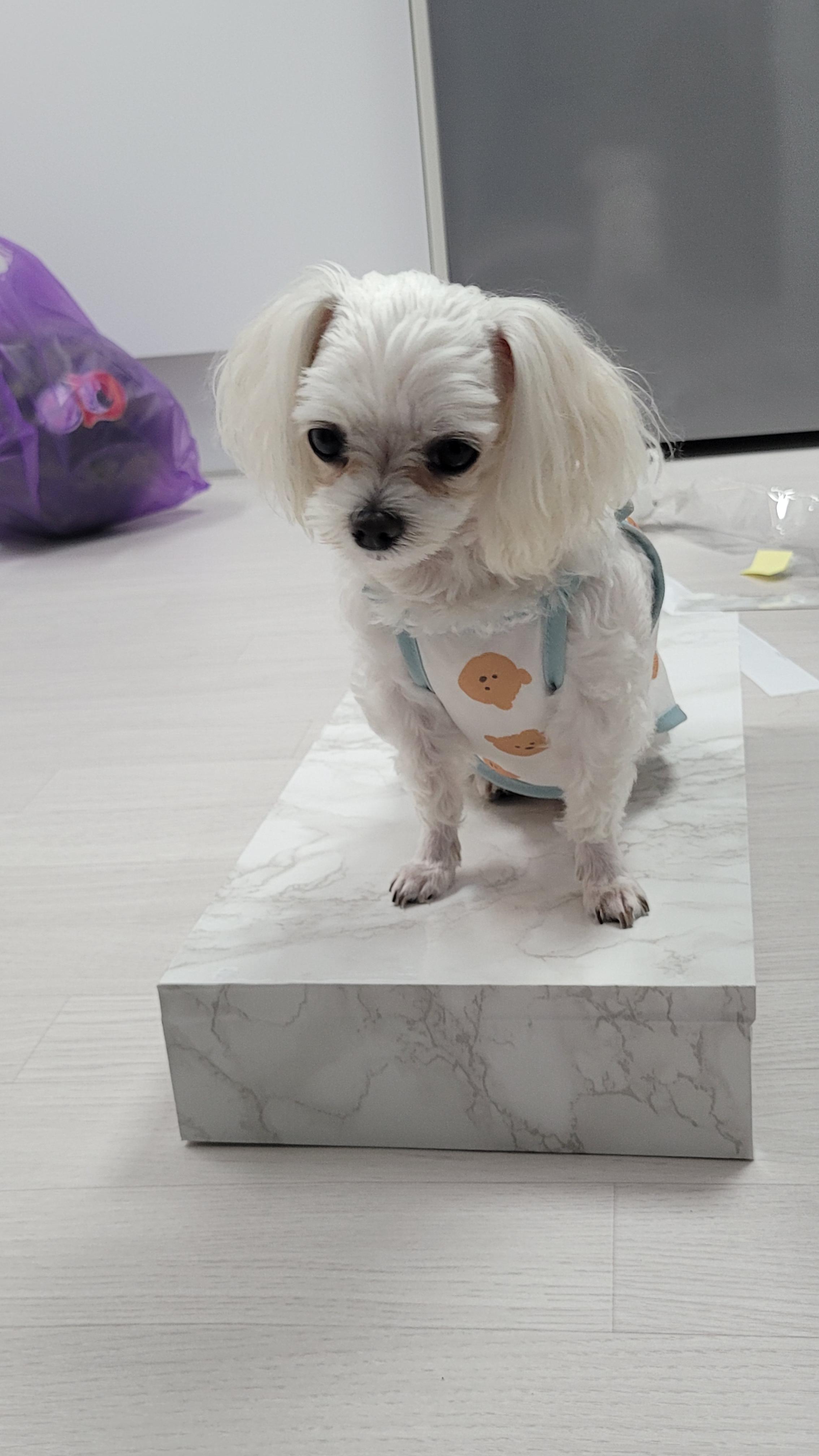  소형견에 많은 고관절 질환 중 하나인 레그페르테스란?