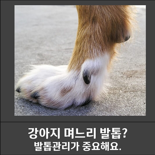 강아지 며느리 발톱 사진