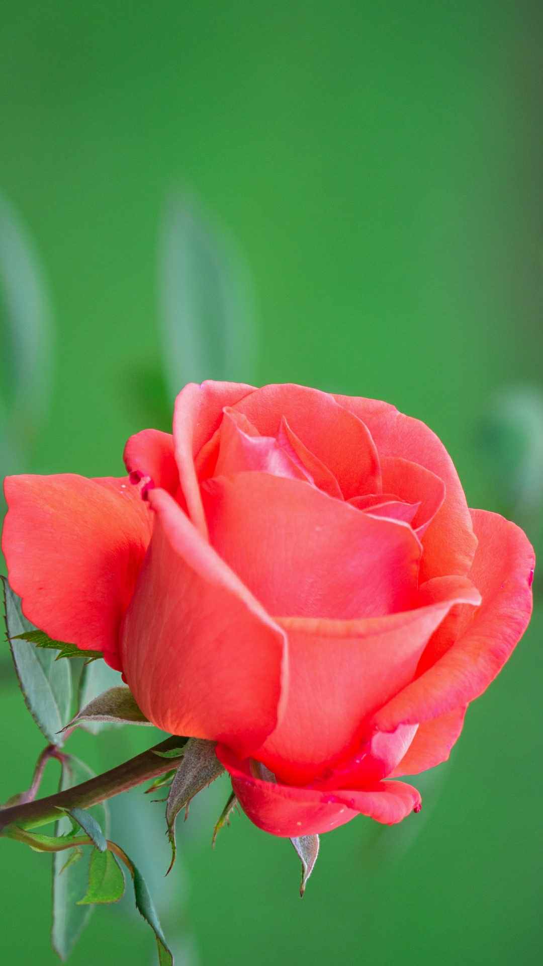 Rose Flower iPhone Wallpaper