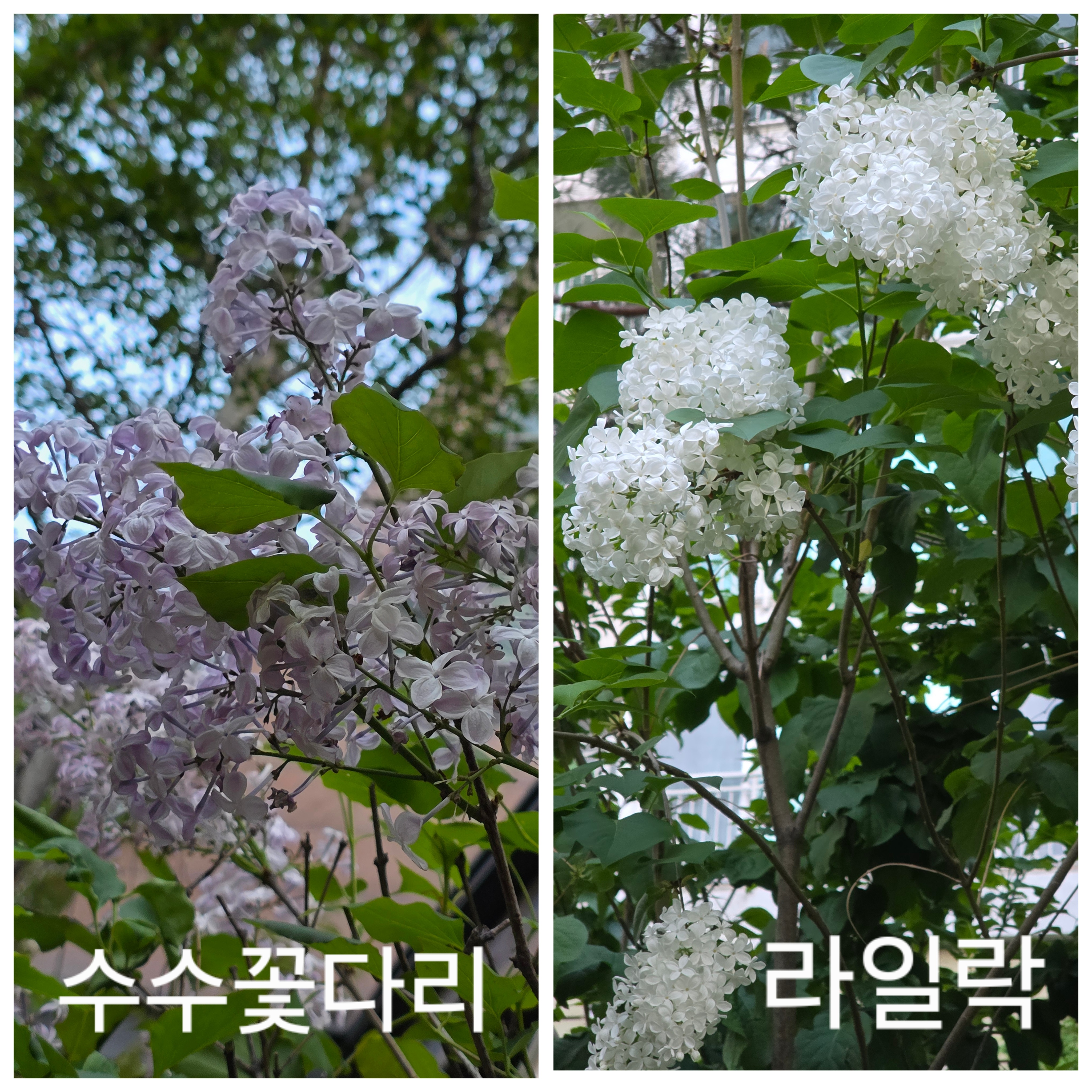 수수꽃다리 이미지