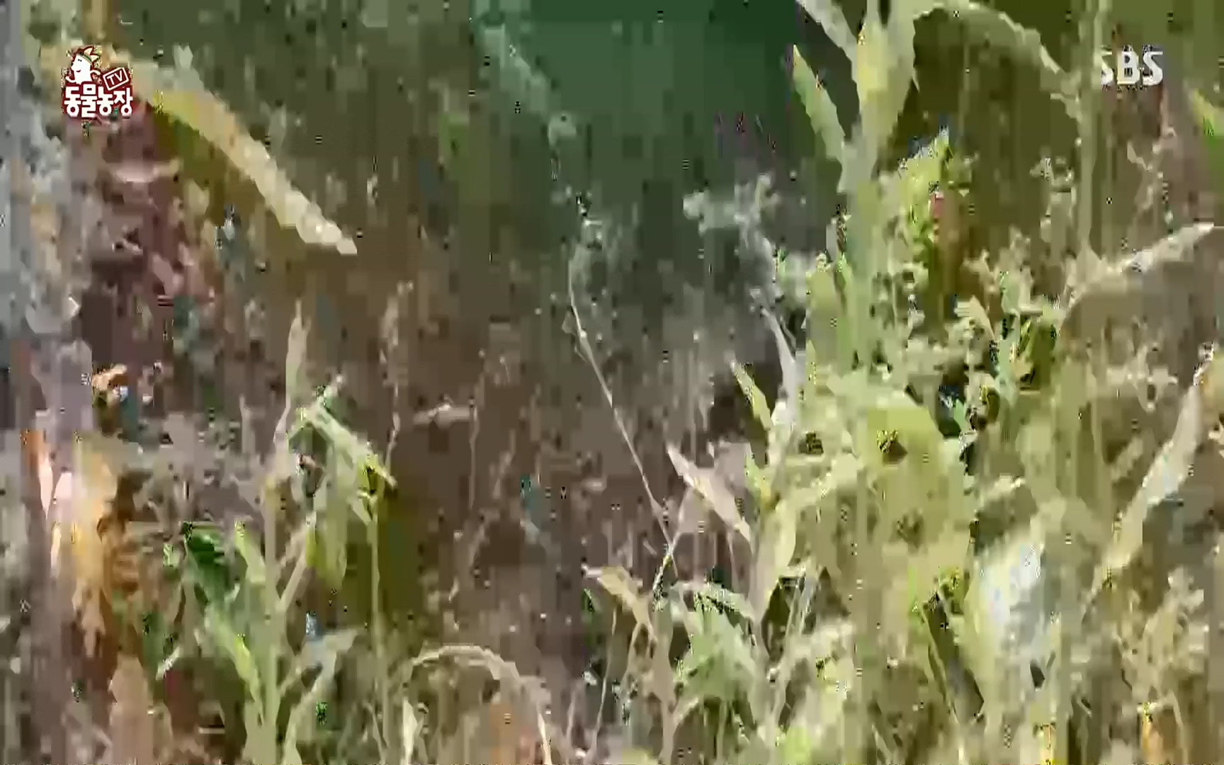 TV 동물농장.E1077.220710p.H264-F1RST.mp4_20220710_175434.119.jpg