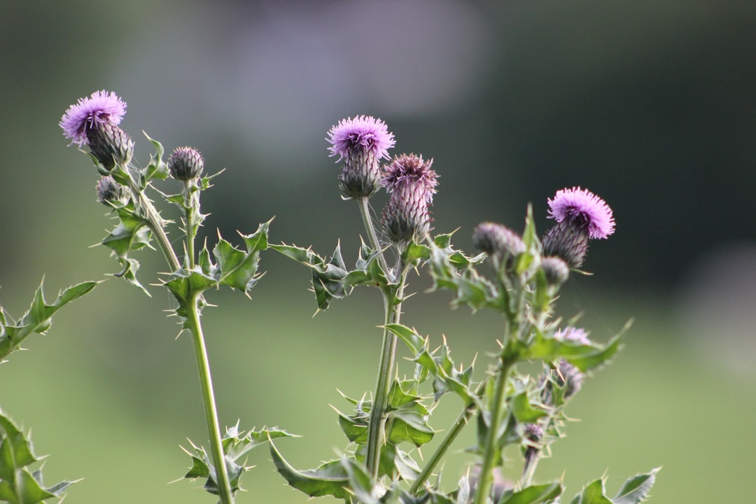 Thistle.