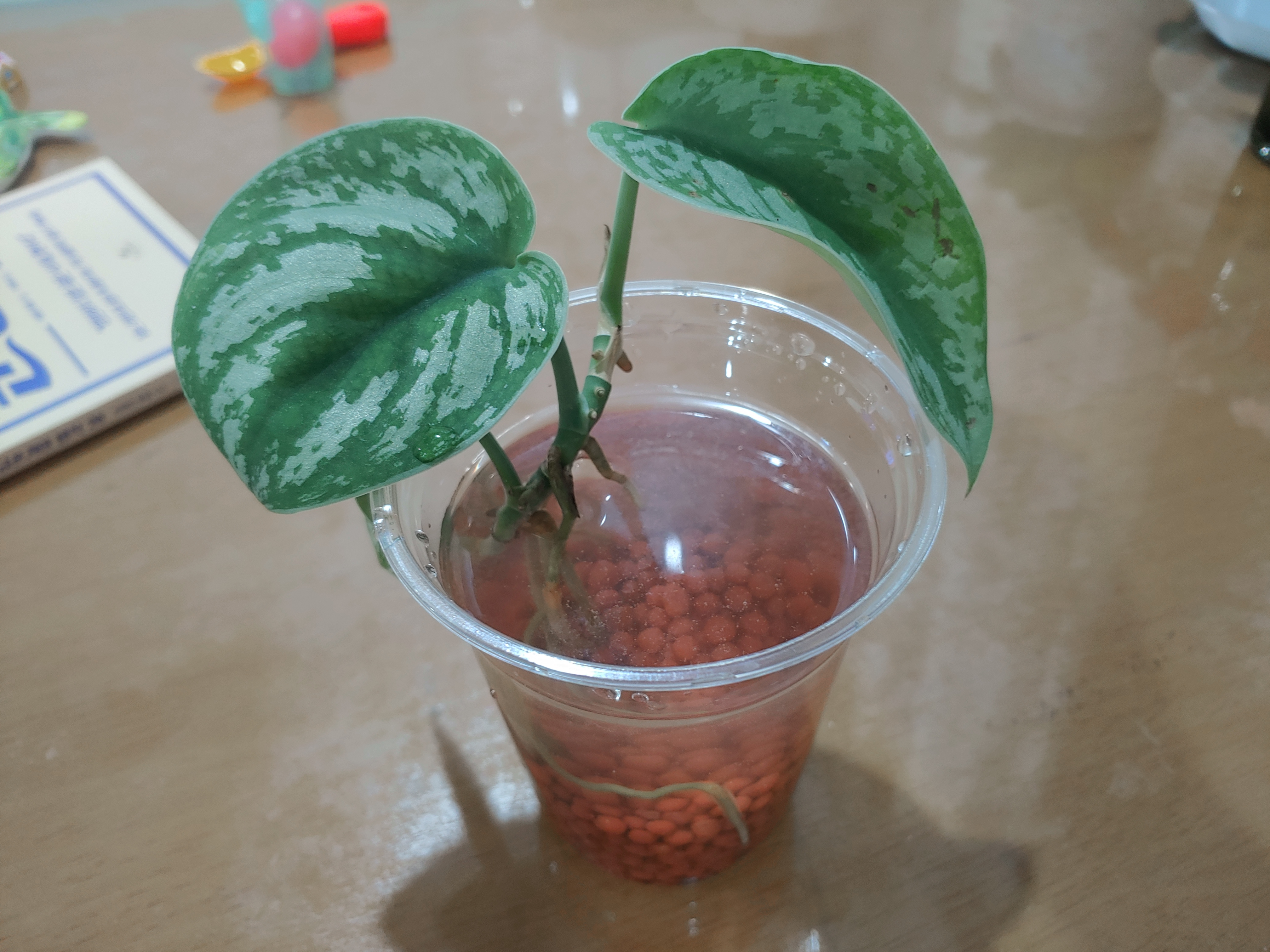  하이드로볼 수경재배 해보기
