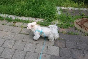 산책 이미지