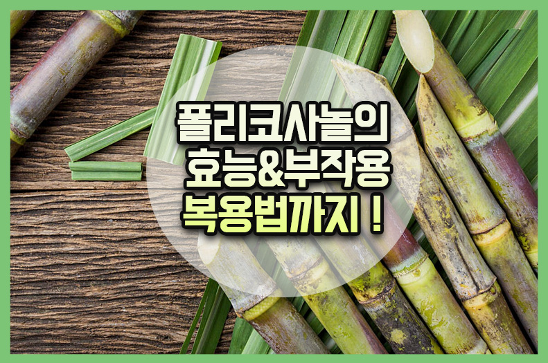 사탕수수 추출 쿠바산 폴리코사놀 효능 부작용 복용방법 알아보기 4