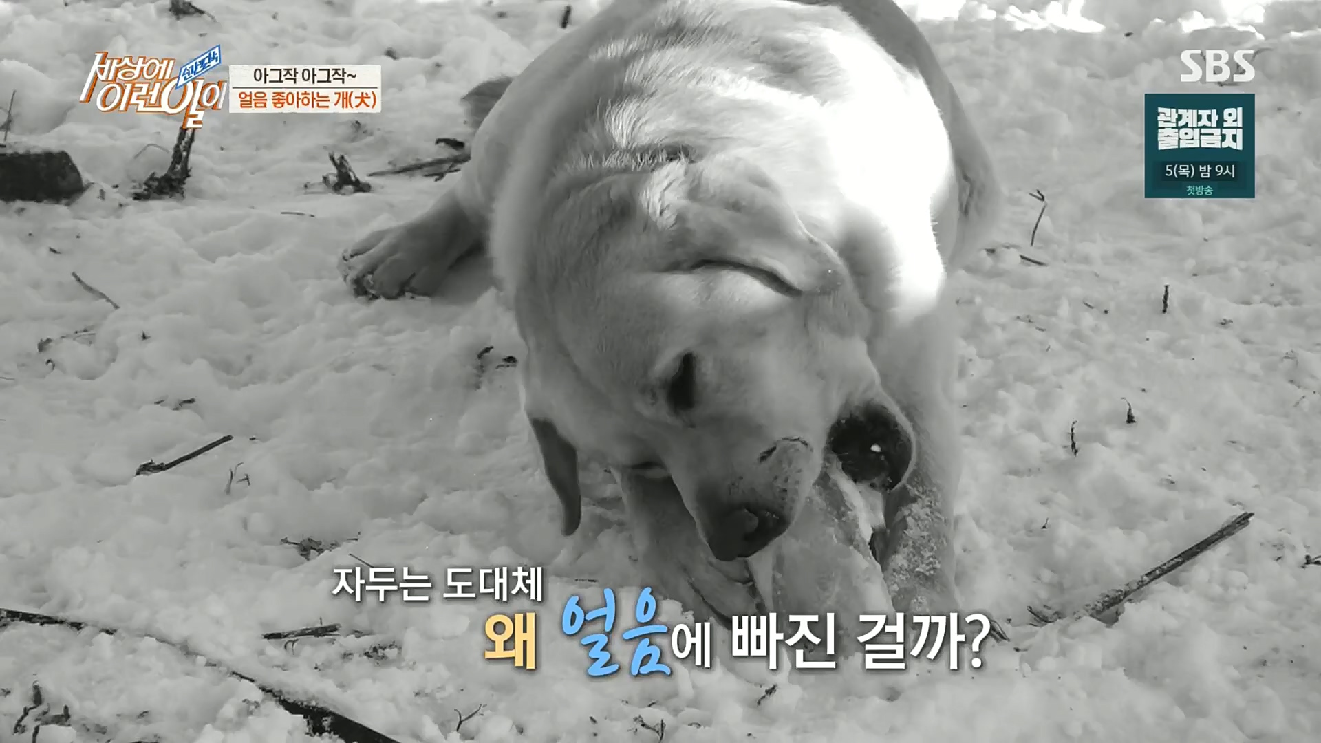 순간포착 세상에 이런일이.E1212.230103p.H264-F1RST.mp4_20230105_192337.474.jpg