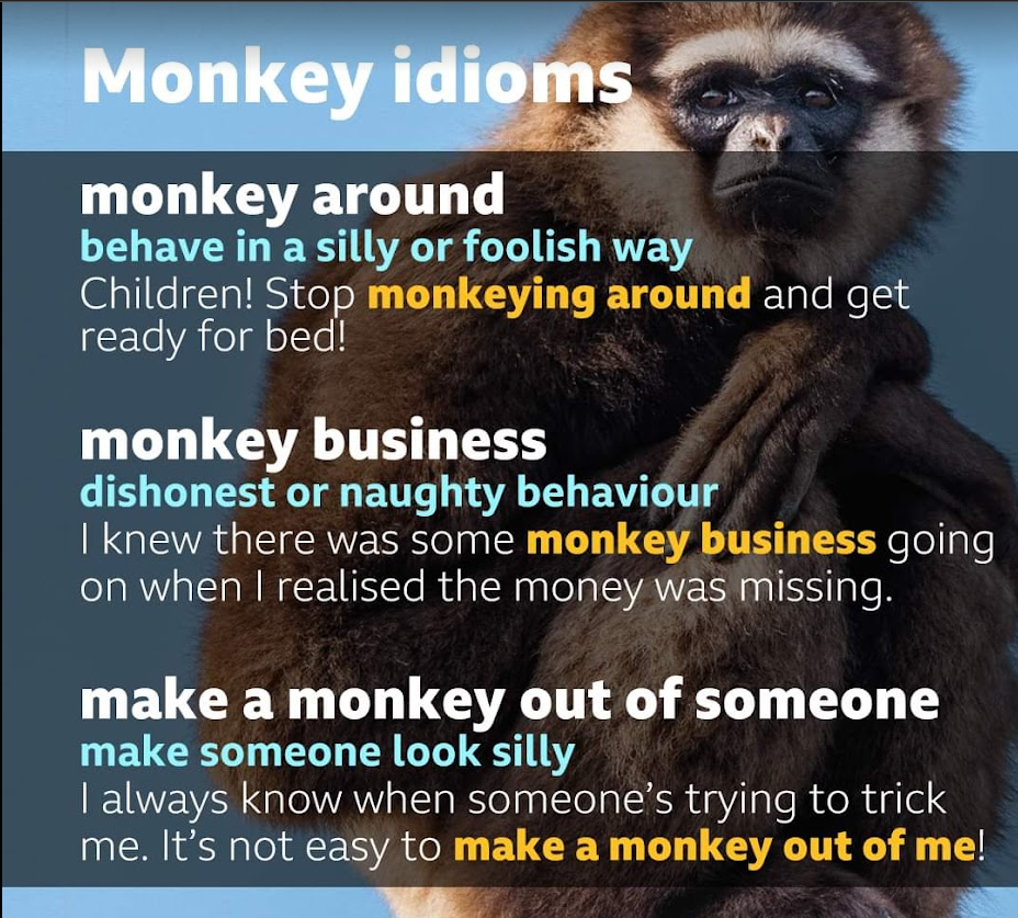  [영어] Monkey와 관련된 관용어구 표현 3개