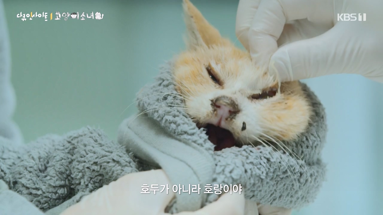 다큐 인사이트.E189.240524p-NEXT.mp4_20240524_205107.587.jpg