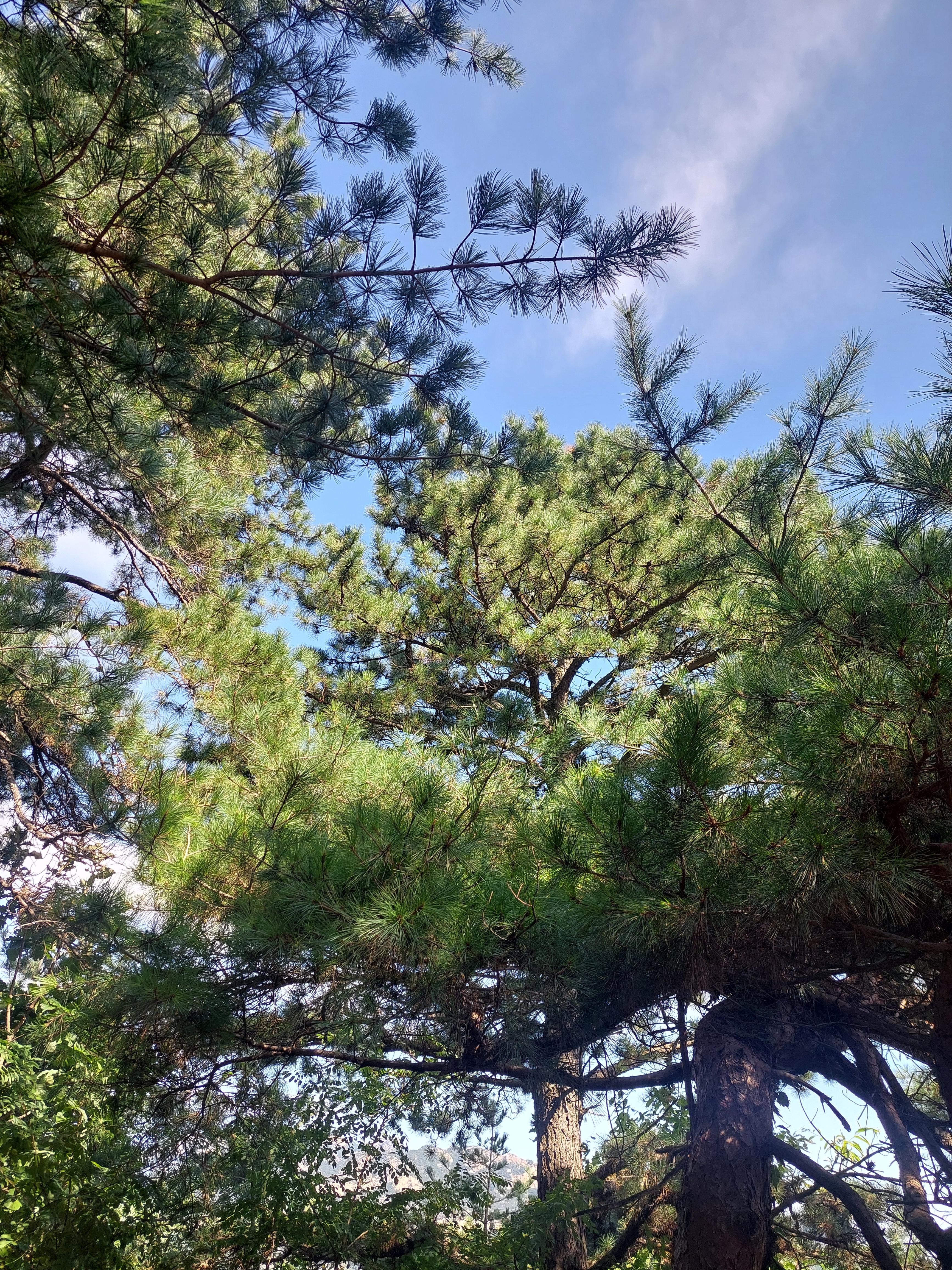 봉산앵봉산