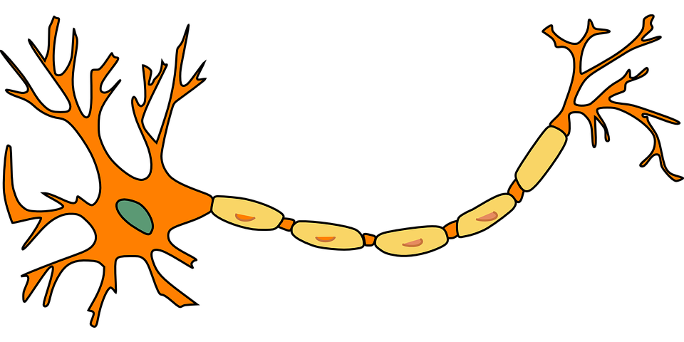 A biological neuron