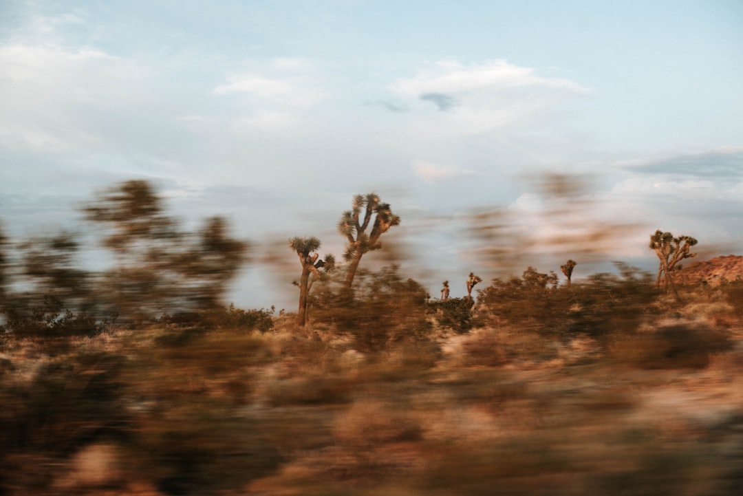 Joshua Tree